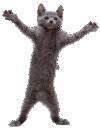 :dancingcat: