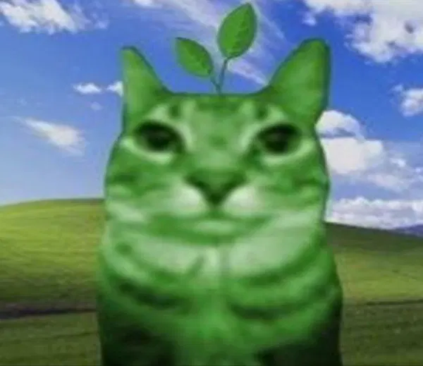 :cat_growing: