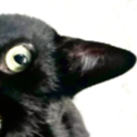 :doghair_karasu: